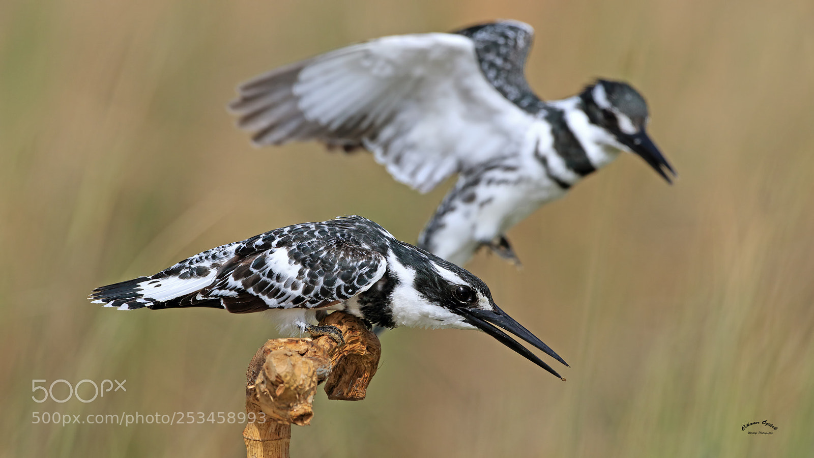 Canon EOS 7D Mark II sample photo. Pied kingfisher. photography