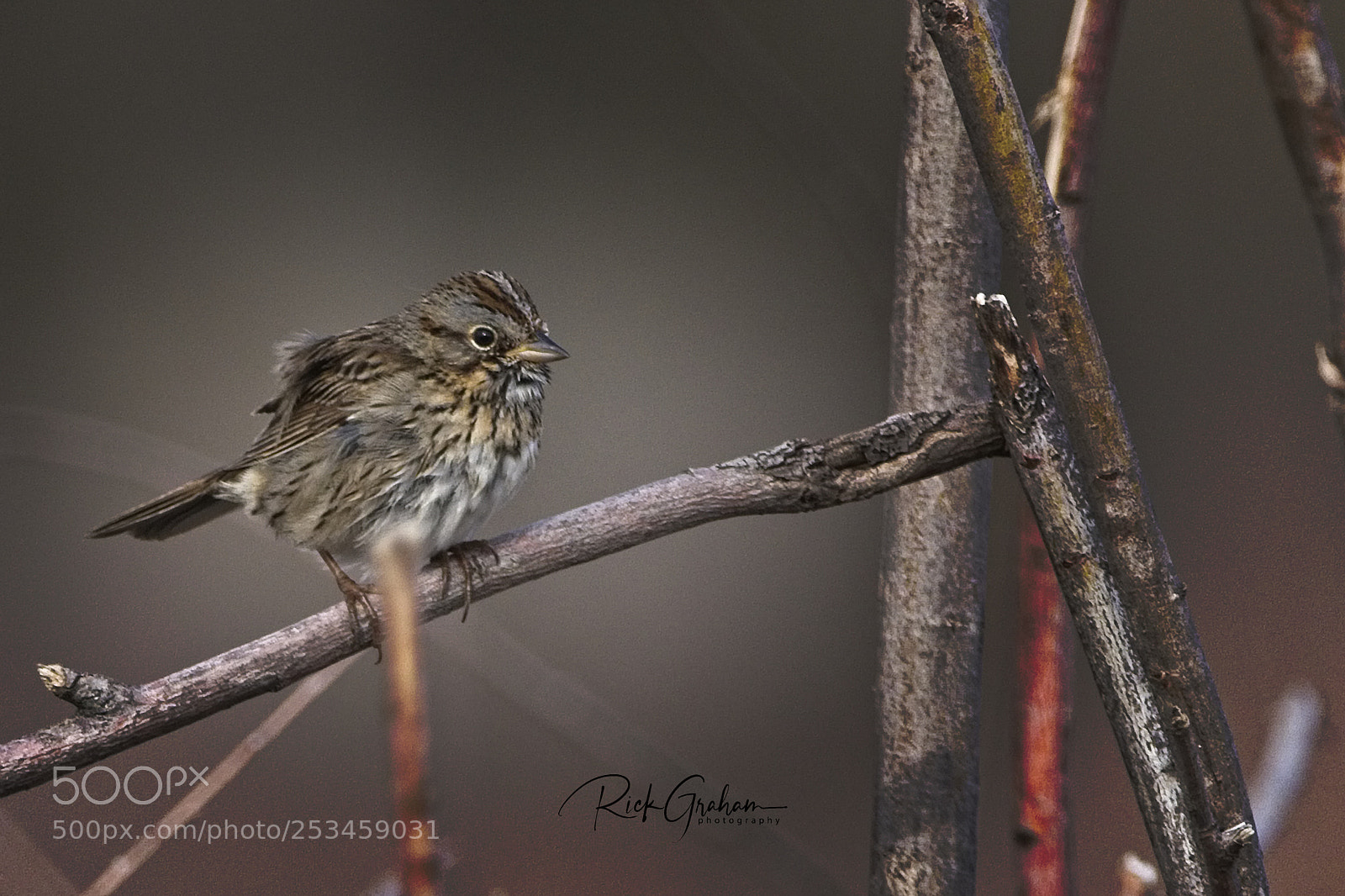 Canon EOS 80D sample photo. Lincoln’s sparrow photography