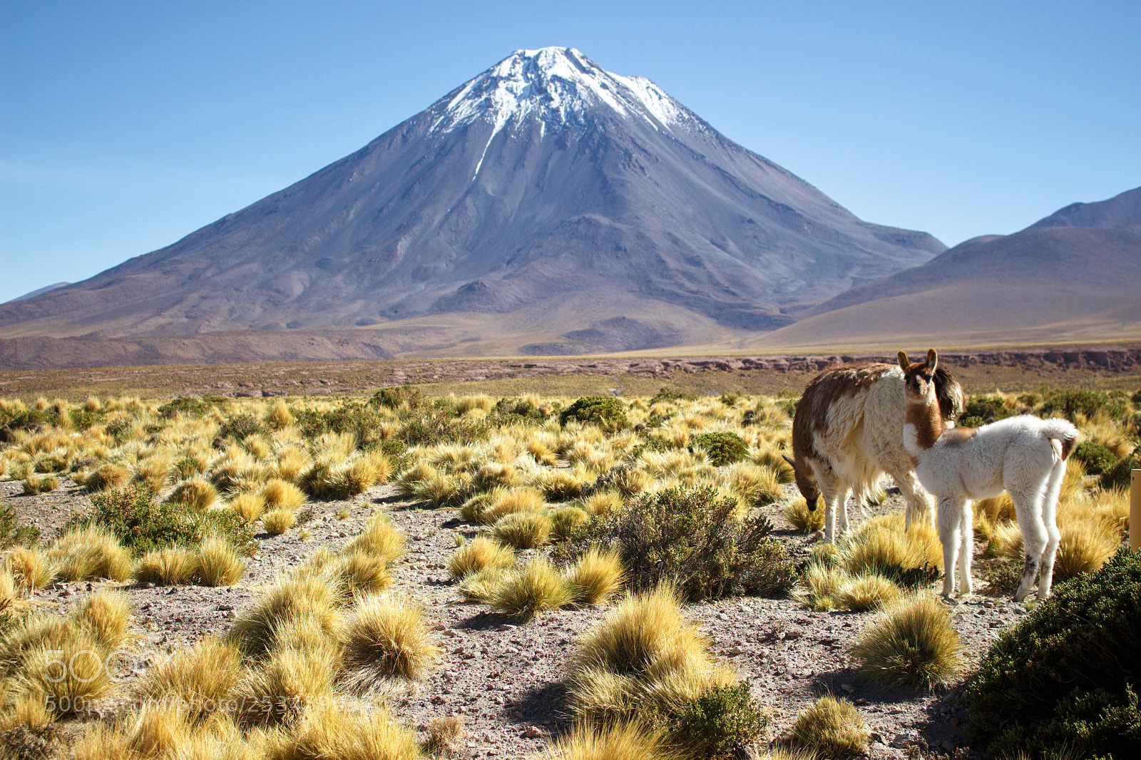 Canon EOS 700D (EOS Rebel T5i / EOS Kiss X7i) sample photo. Lhamas no atacama photography