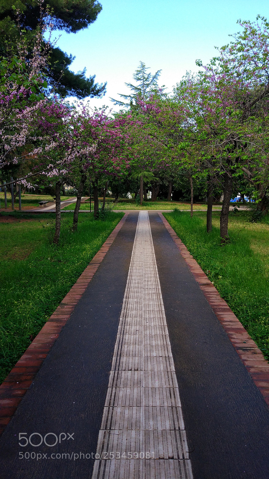 Xiaomi MI 5 sample photo. Spring is in the photography