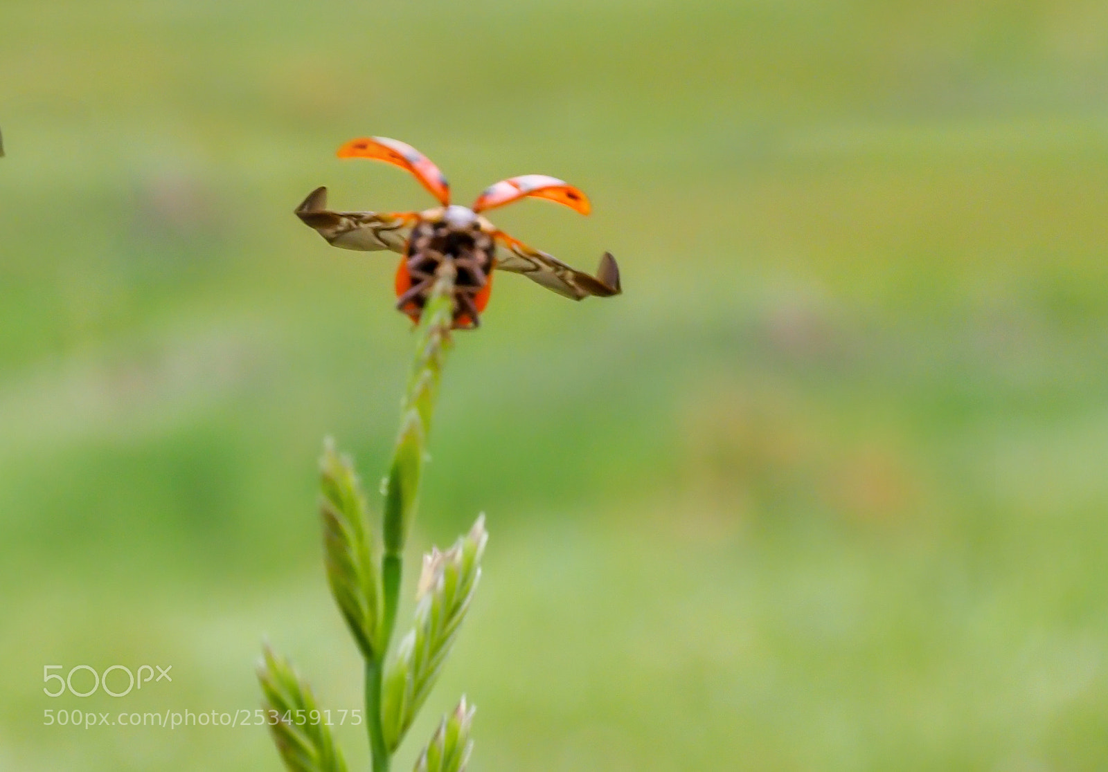 Olympus OM-D E-M1 Mark II sample photo. Ladybug photography