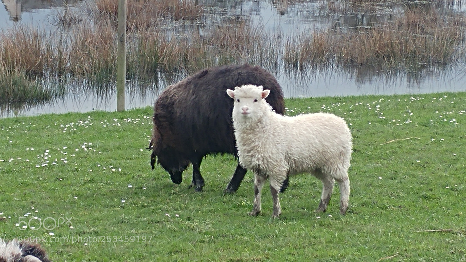 LG G5 sample photo. Sheep photography