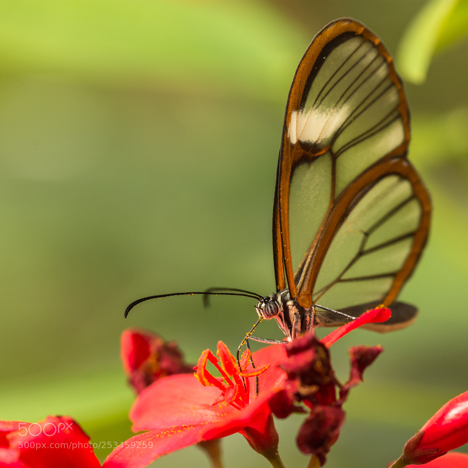 Nikon D7200 sample photo. Fragile photography