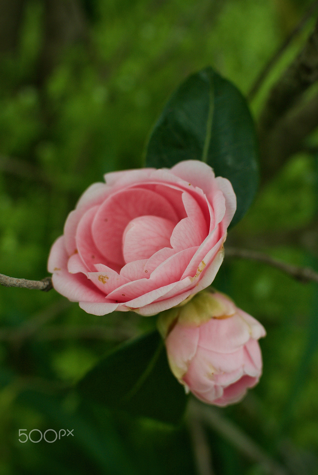 Nikon 1 J2 sample photo. Blooming camellia photography