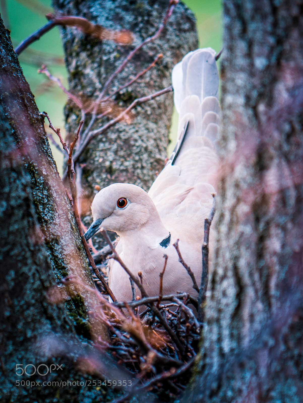Panasonic DMC-G81 sample photo. Breeding dove photography