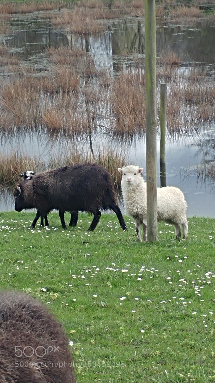 LG G5 sample photo. A sheep looking at photography