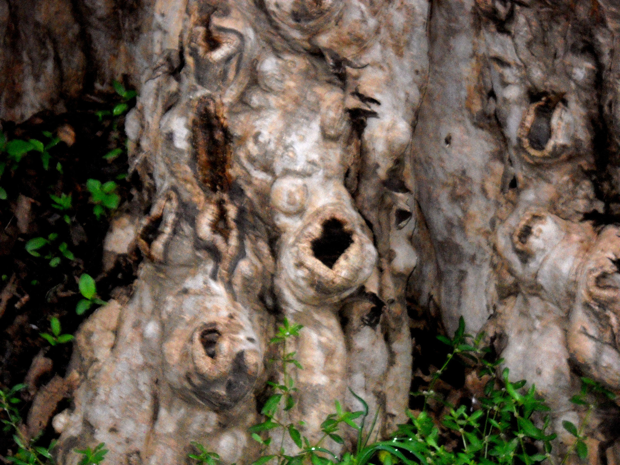 Nikon Coolpix L20 sample photo. 3-d-abstracts on tree trunk photography