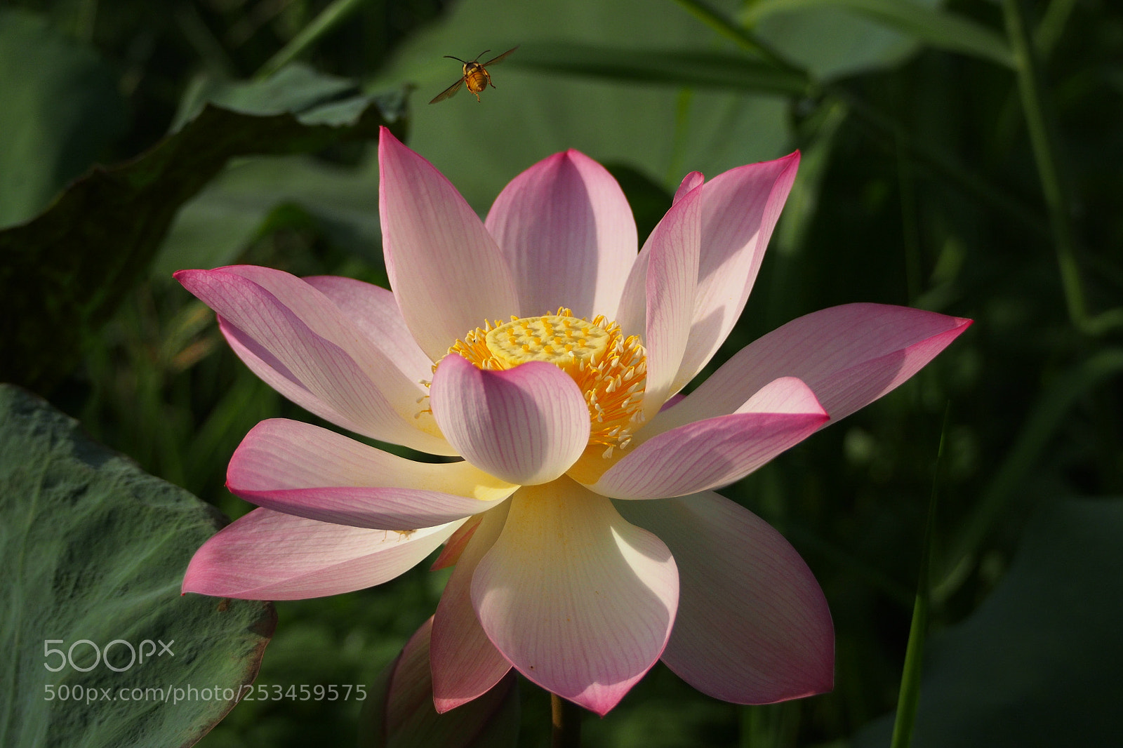 Olympus OM-D E-M5 sample photo. Lotus photography