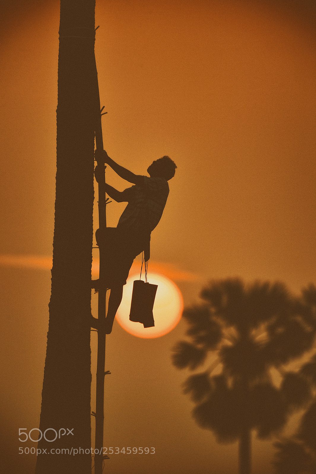 Nikon Df sample photo. Climb palm photography