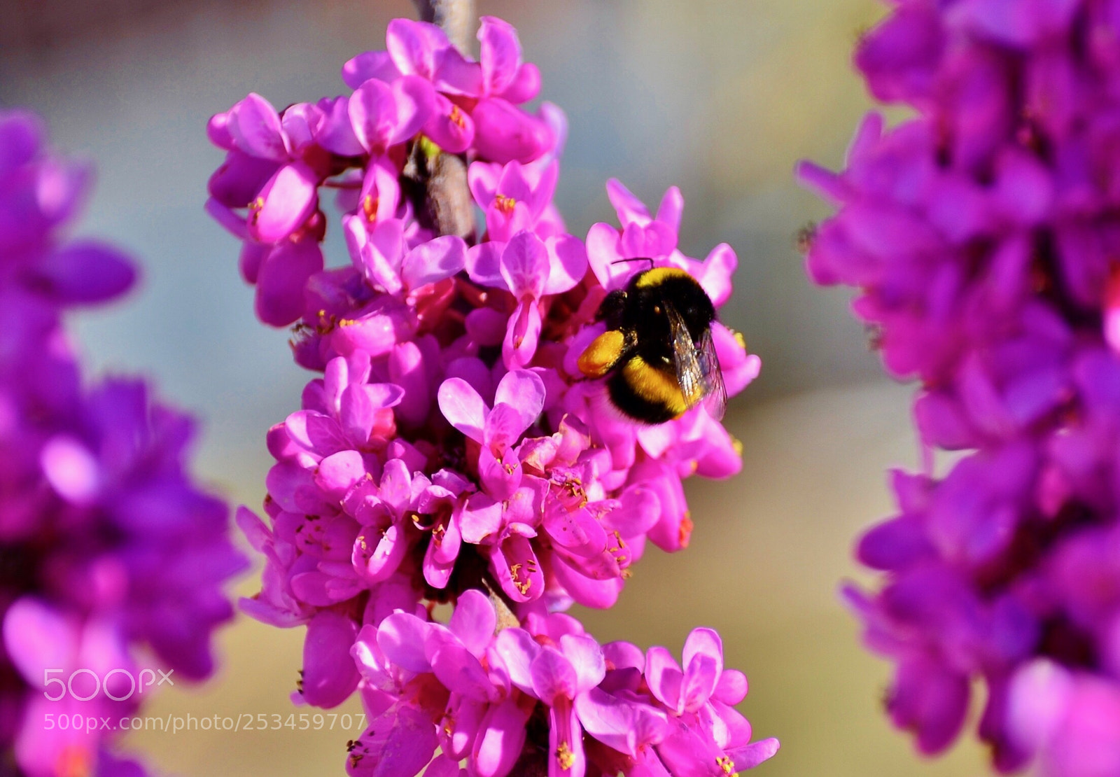 Nikon D7000 sample photo. Spring photography