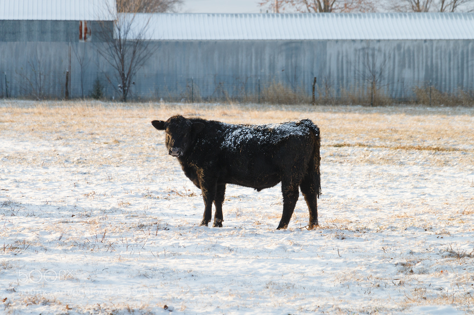 Canon EOS 70D sample photo. Snowy cow photography