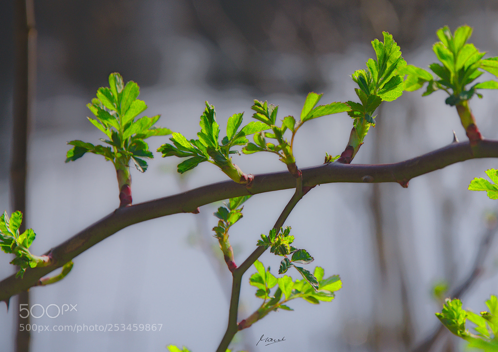 Nikon D90 sample photo. Forest on a brittle photography