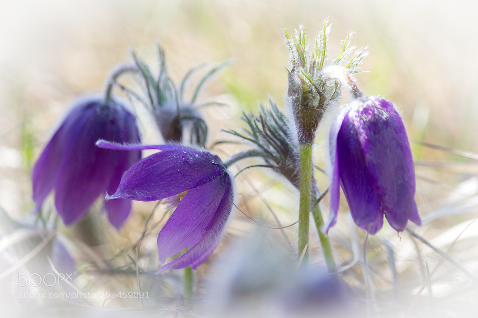 Canon EOS 60D sample photo. Pulsatilla photography