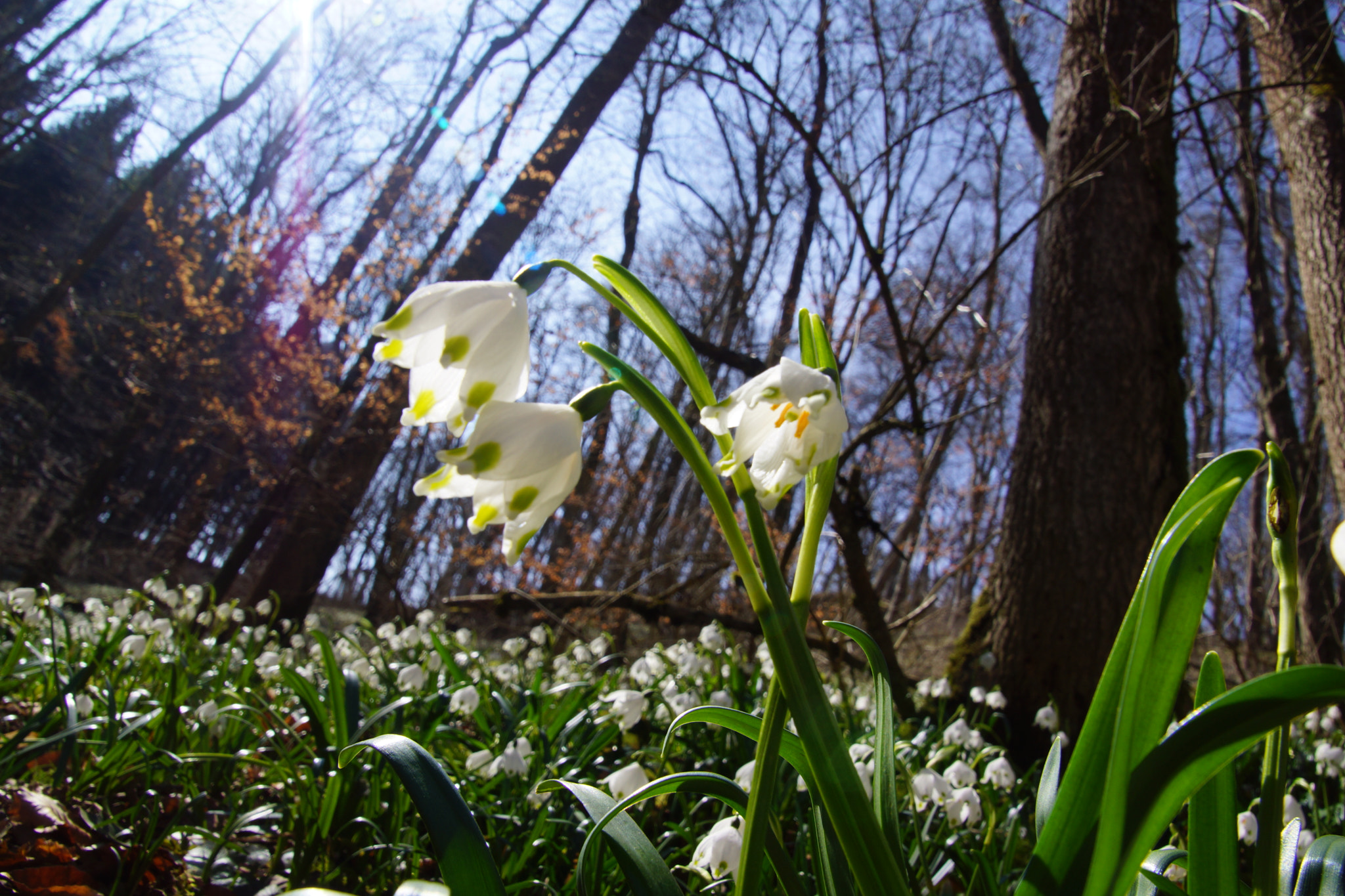 Sony SLT-A65 (SLT-A65V) sample photo. Märzenbecherblüte photography