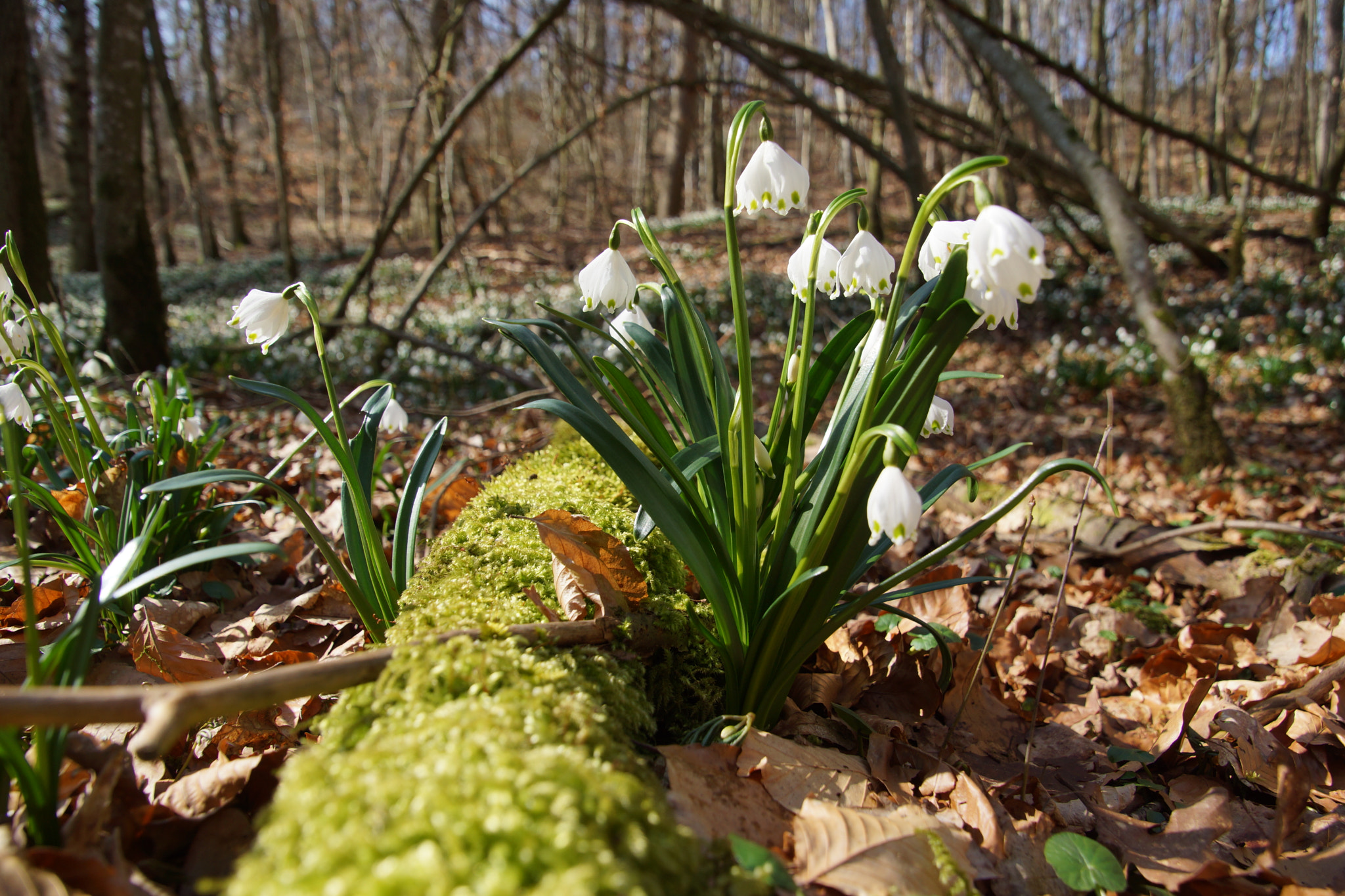 Tamron 16-300mm F3.5-6.3 Di II VC PZD Macro sample photo. Märzenbecherblüte photography