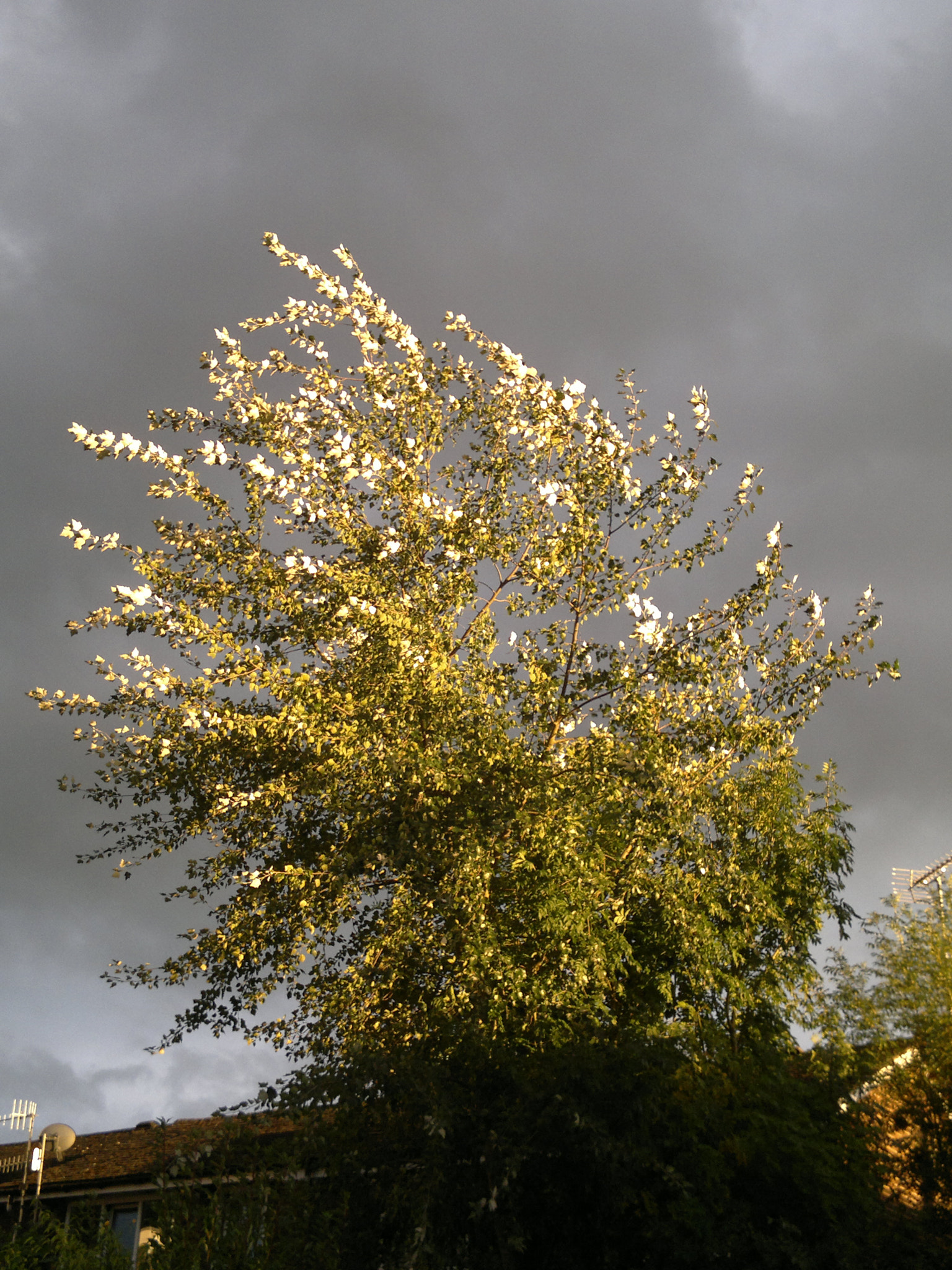 Nokia N8-00 sample photo. Wind photography