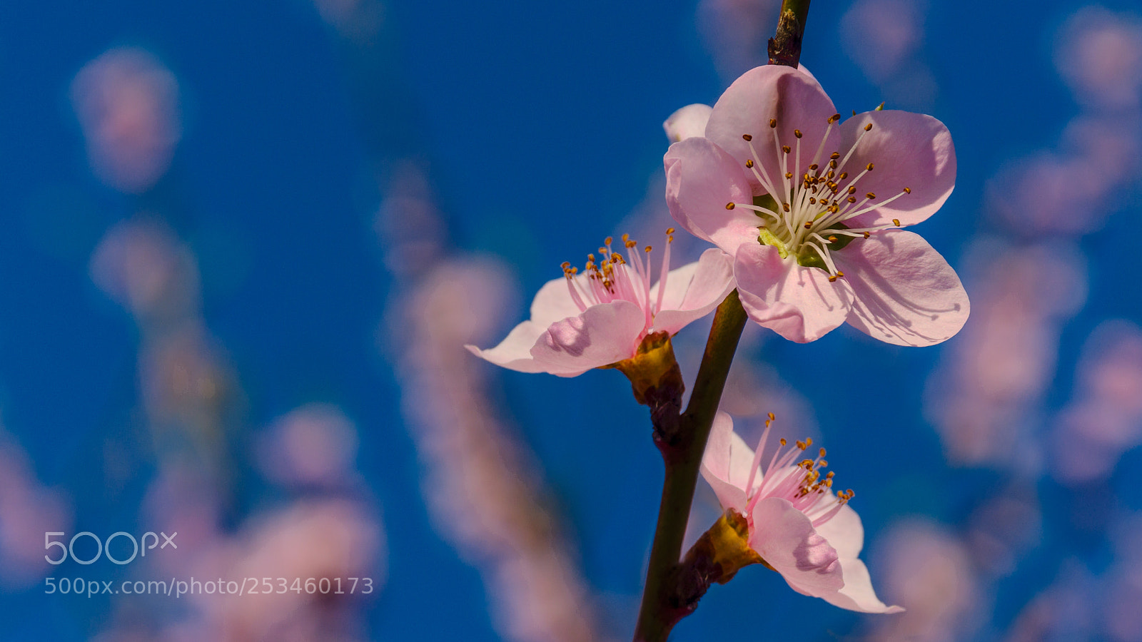 Nikon D7200 sample photo. Spring is pink photography
