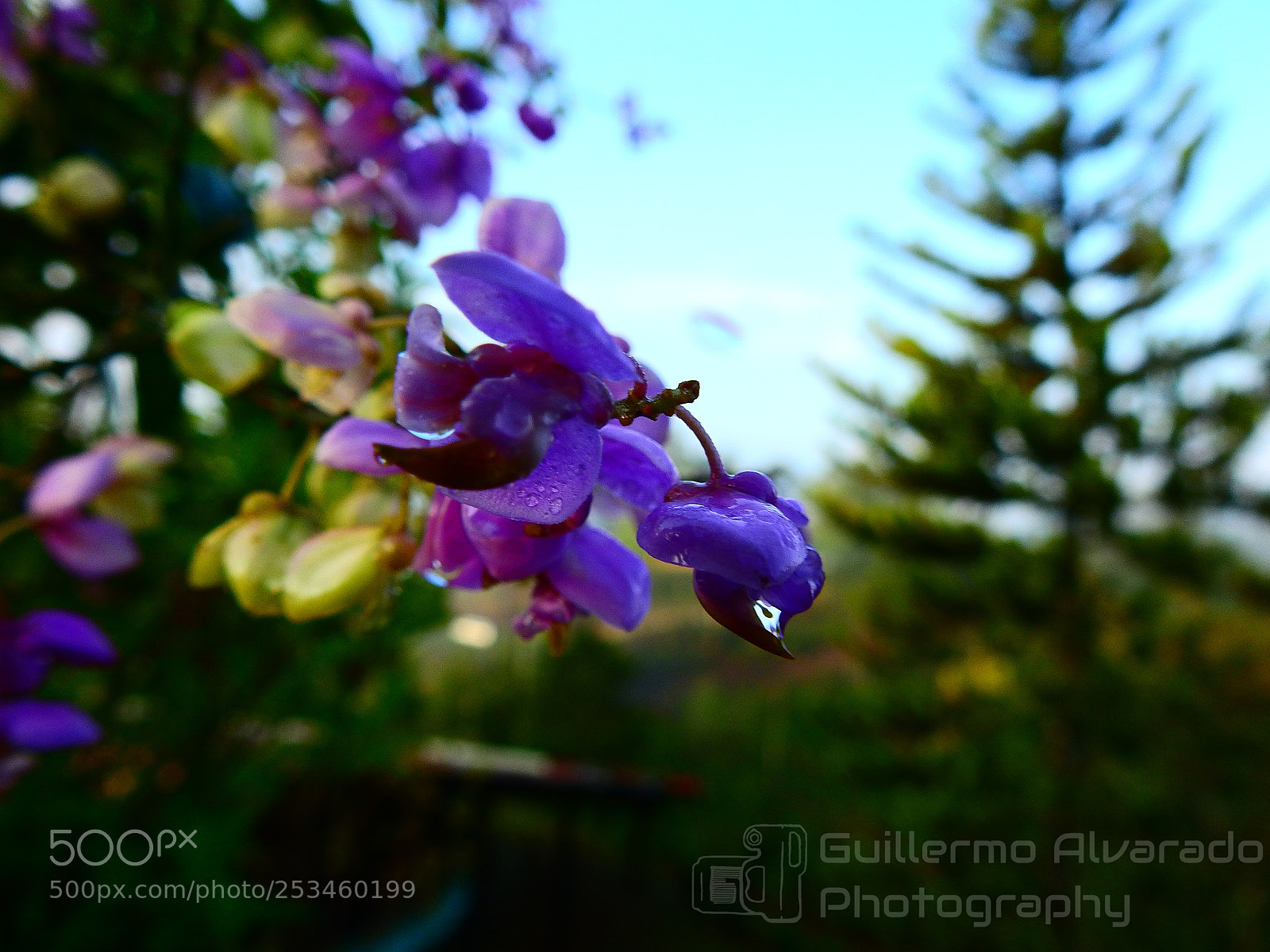 Nikon Coolpix P900 sample photo. Dew flower photography