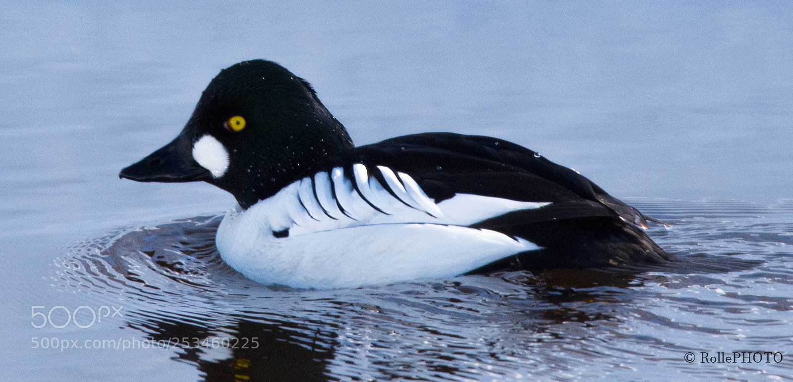 Nikon D7200 sample photo. Goldeneye by the lake photography