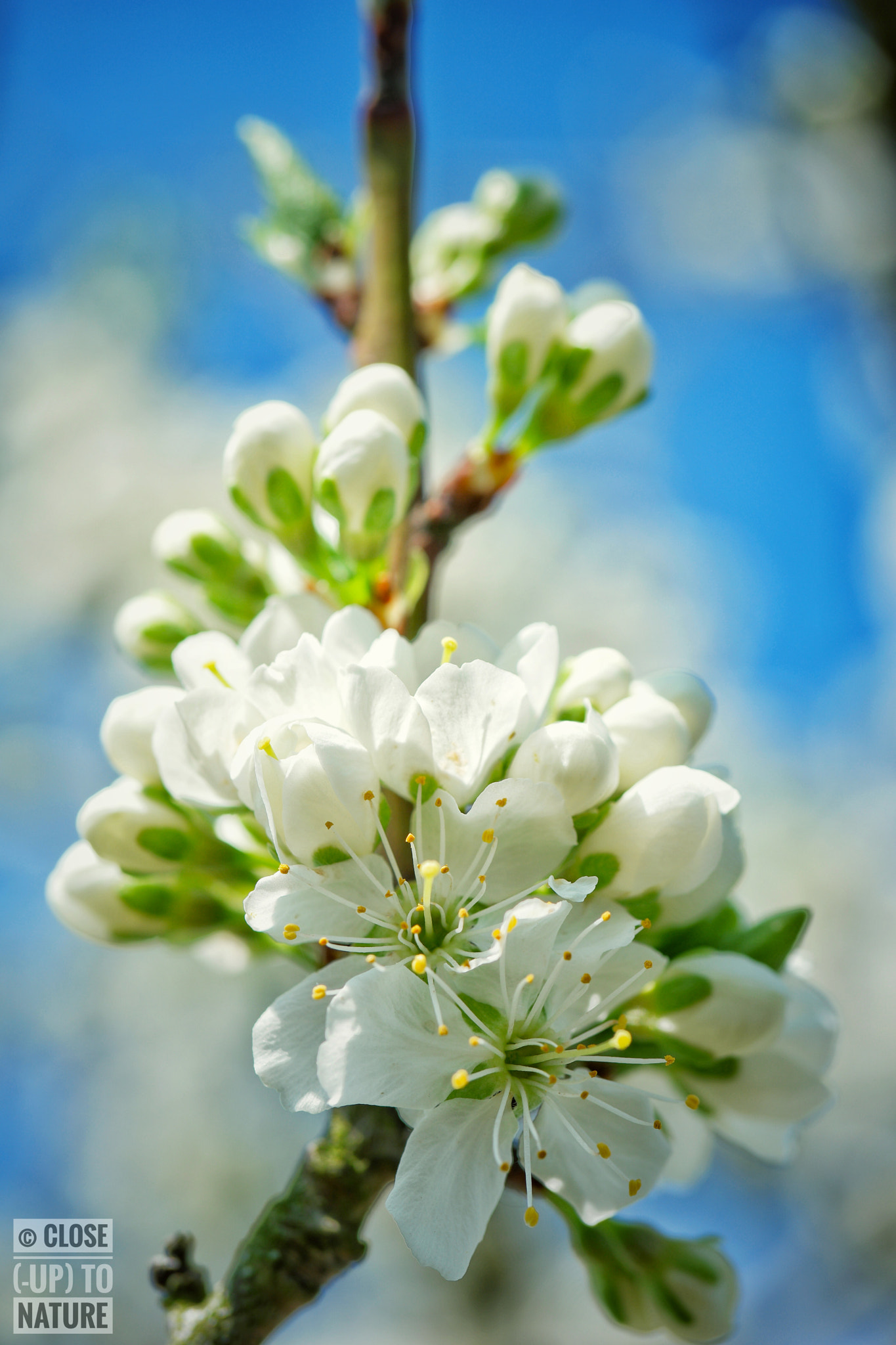 Samsung NX500 sample photo. Prunus domestica (2) photography