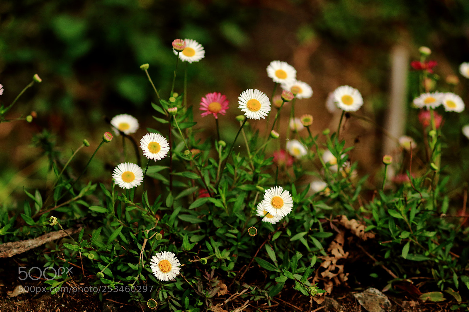 Canon EF-S 55-250mm F4-5.6 IS II sample photo. Family photography