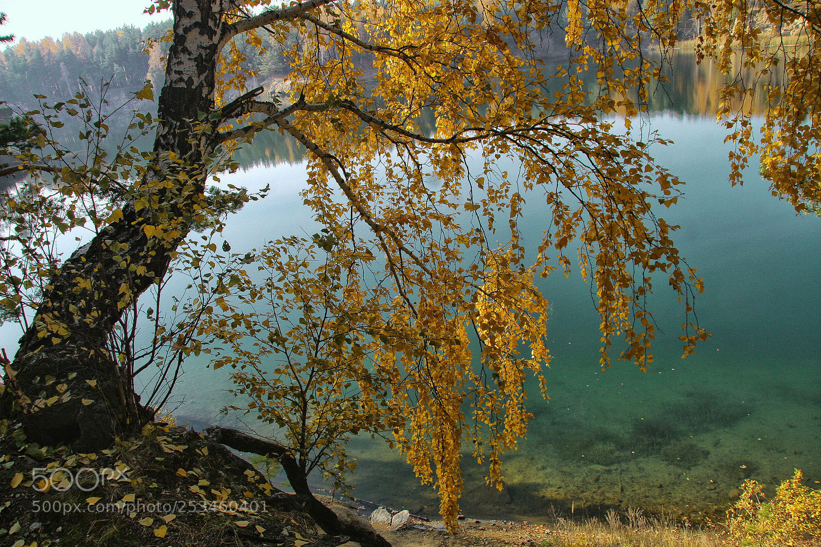 Canon EOS 20D sample photo. березовая осень photography