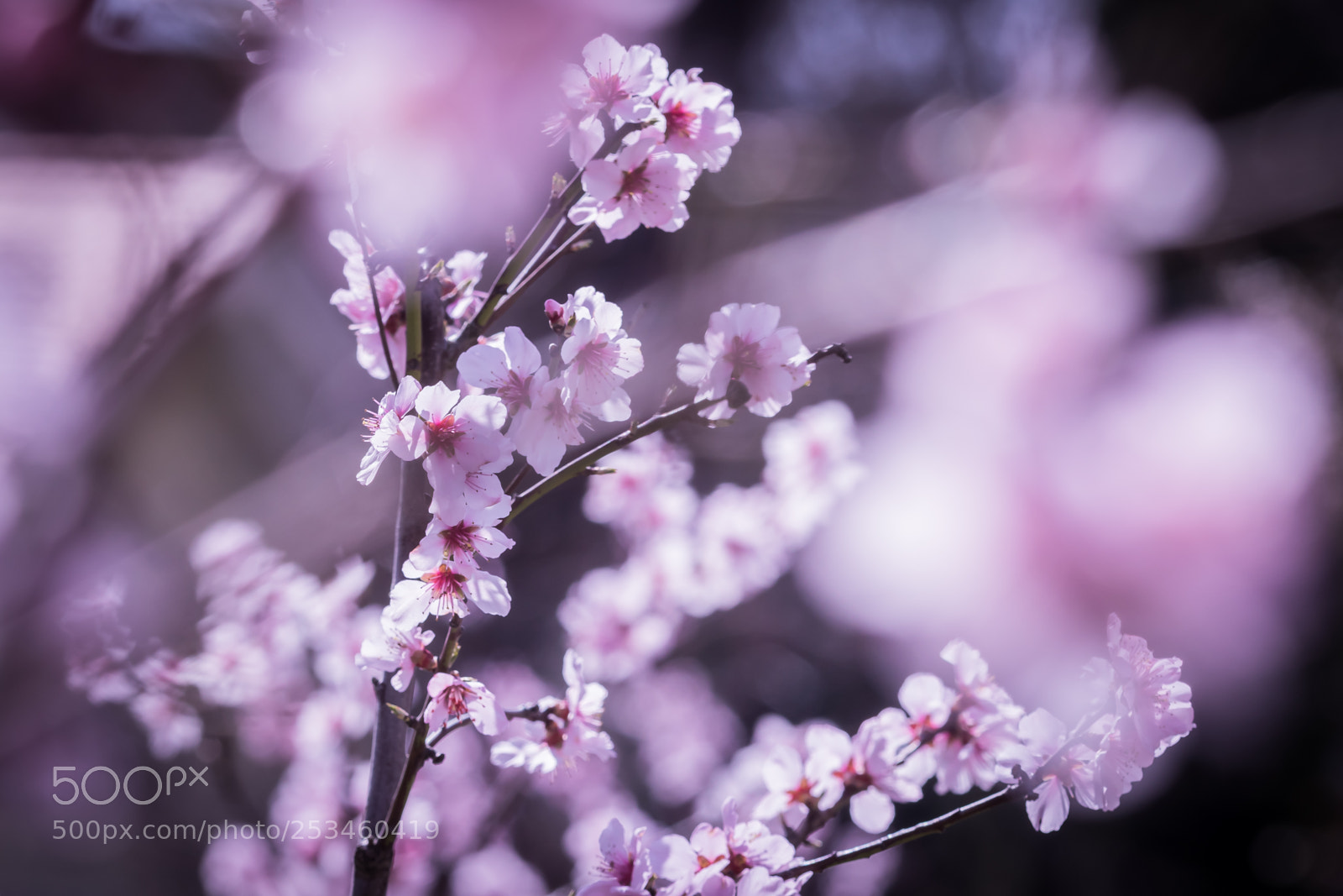 Canon EOS 77D (EOS 9000D / EOS 770D) sample photo. Springtime (6) photography