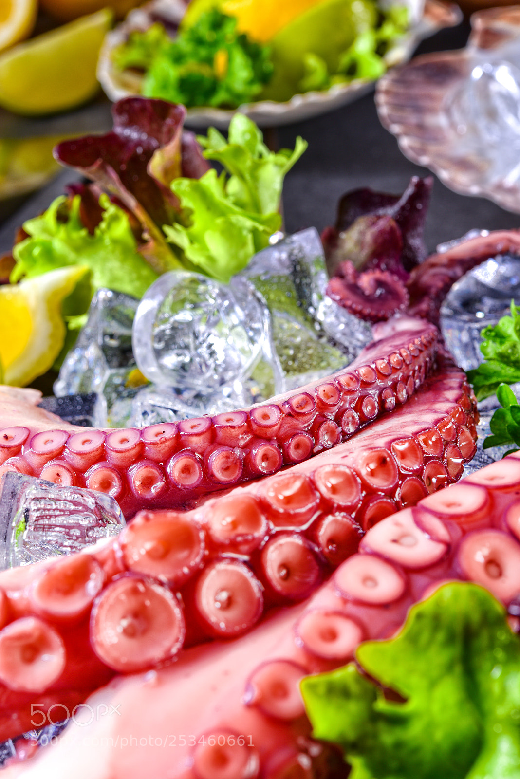Nikon D810 sample photo. Raw octopus on the photography