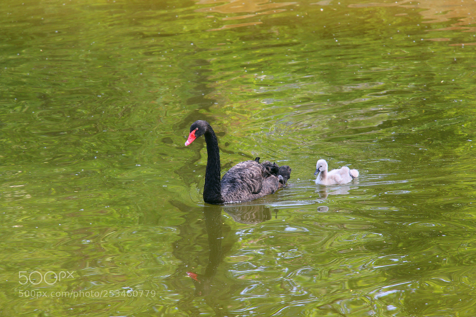 Canon EOS 700D (EOS Rebel T5i / EOS Kiss X7i) sample photo. 黑天鹅母子 photography
