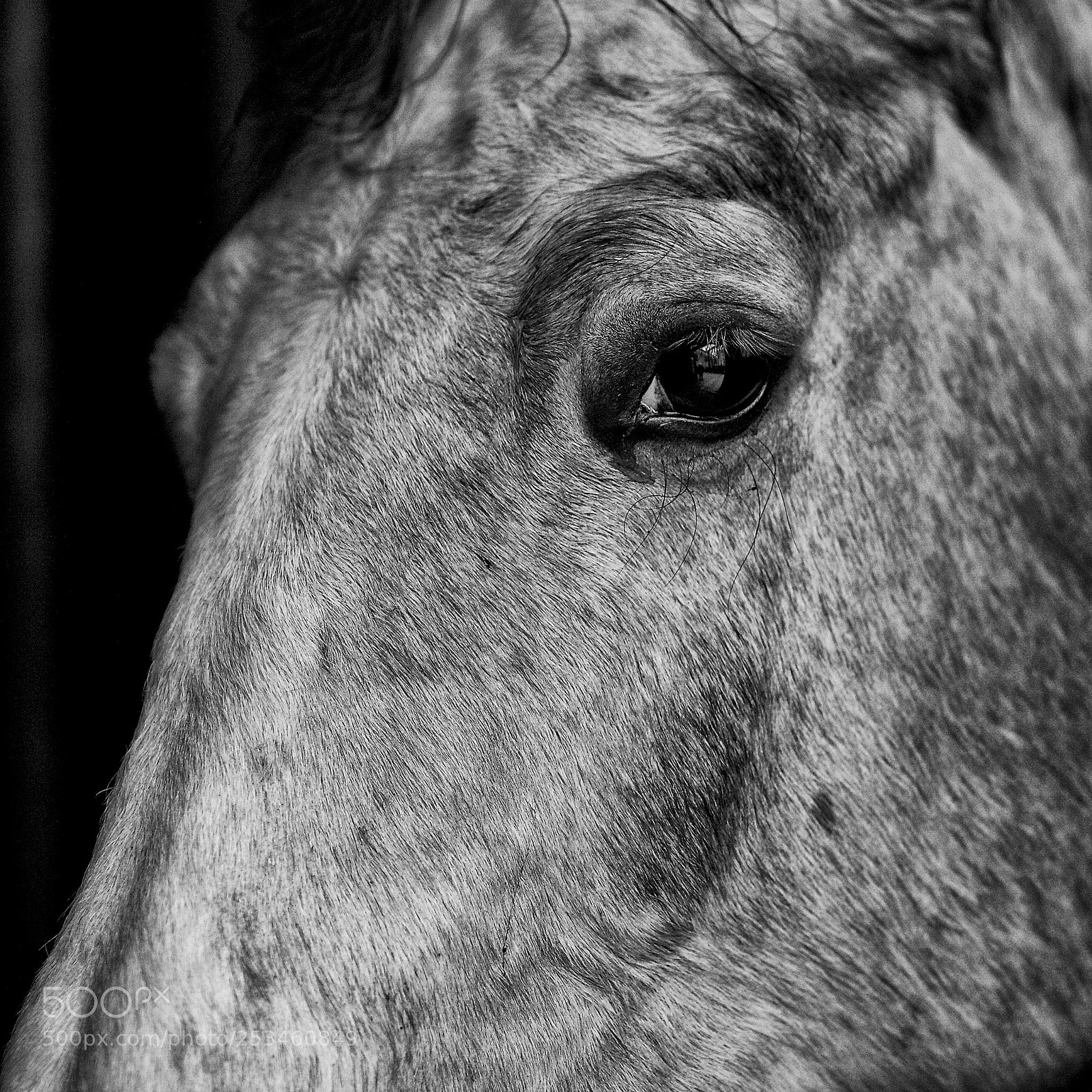 Canon EOS 5D Mark II sample photo. A horse with no photography
