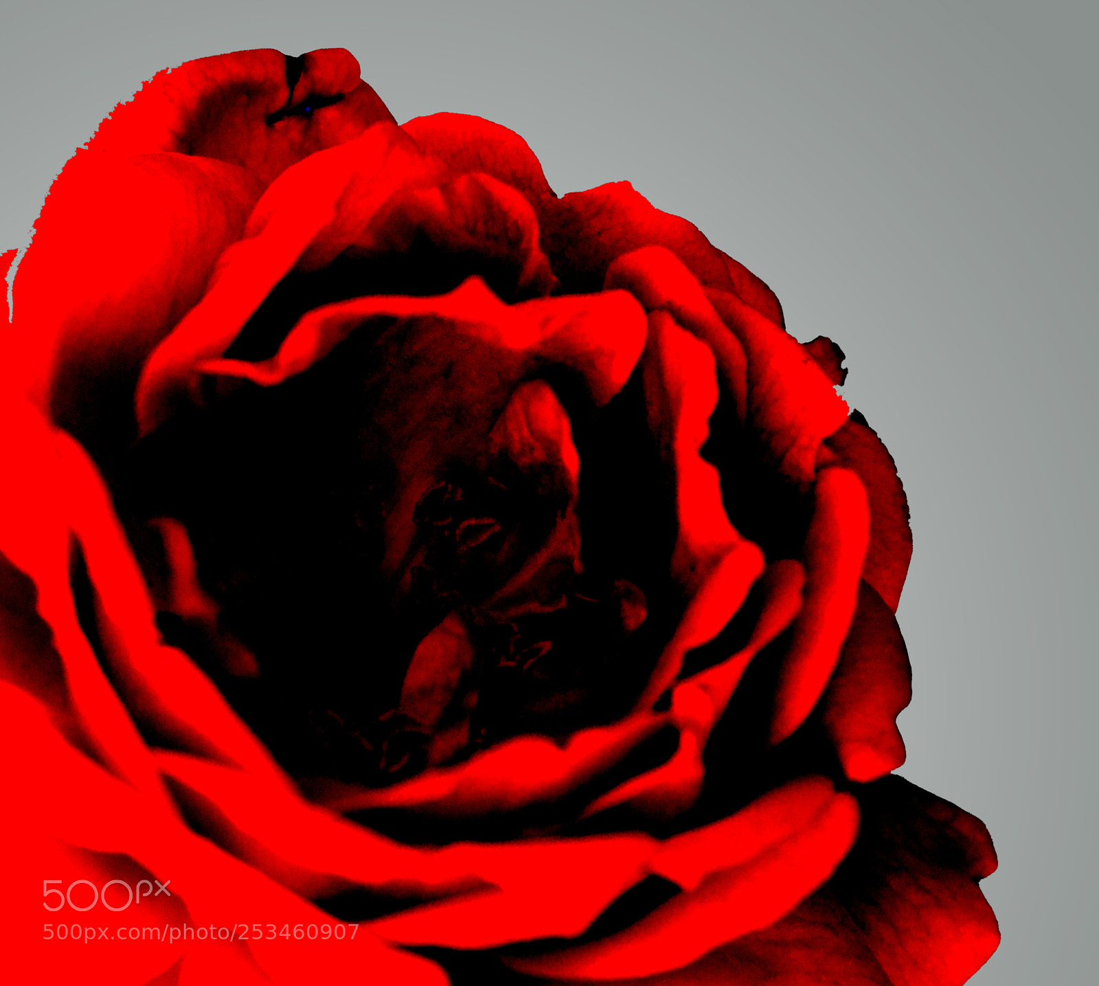 Nikon D5200 sample photo. Rose photography