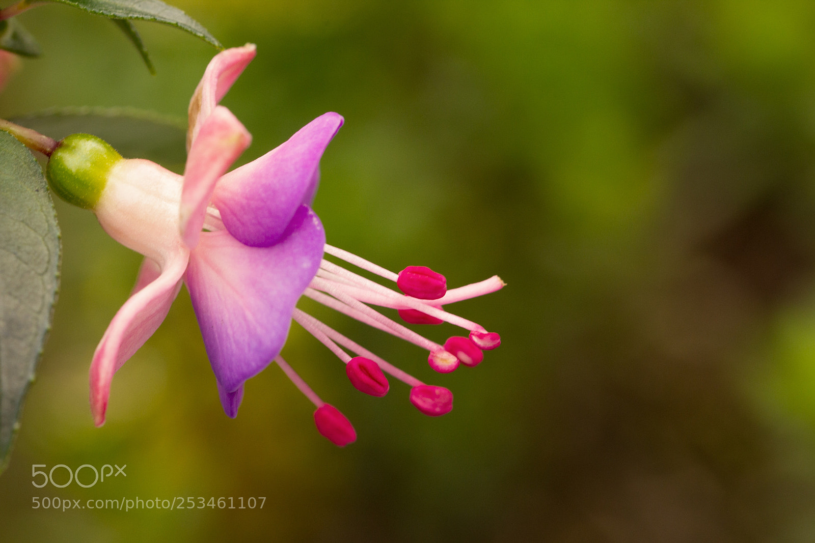 Canon EOS 60D sample photo. Flower photography