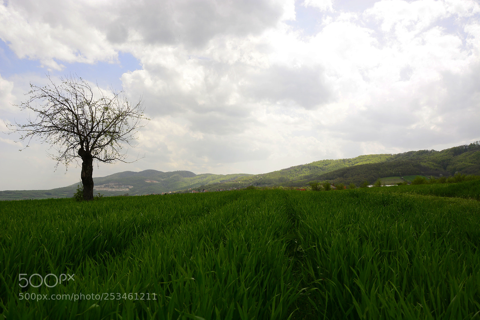 Nikon D7100 sample photo. Meadow and tree photography