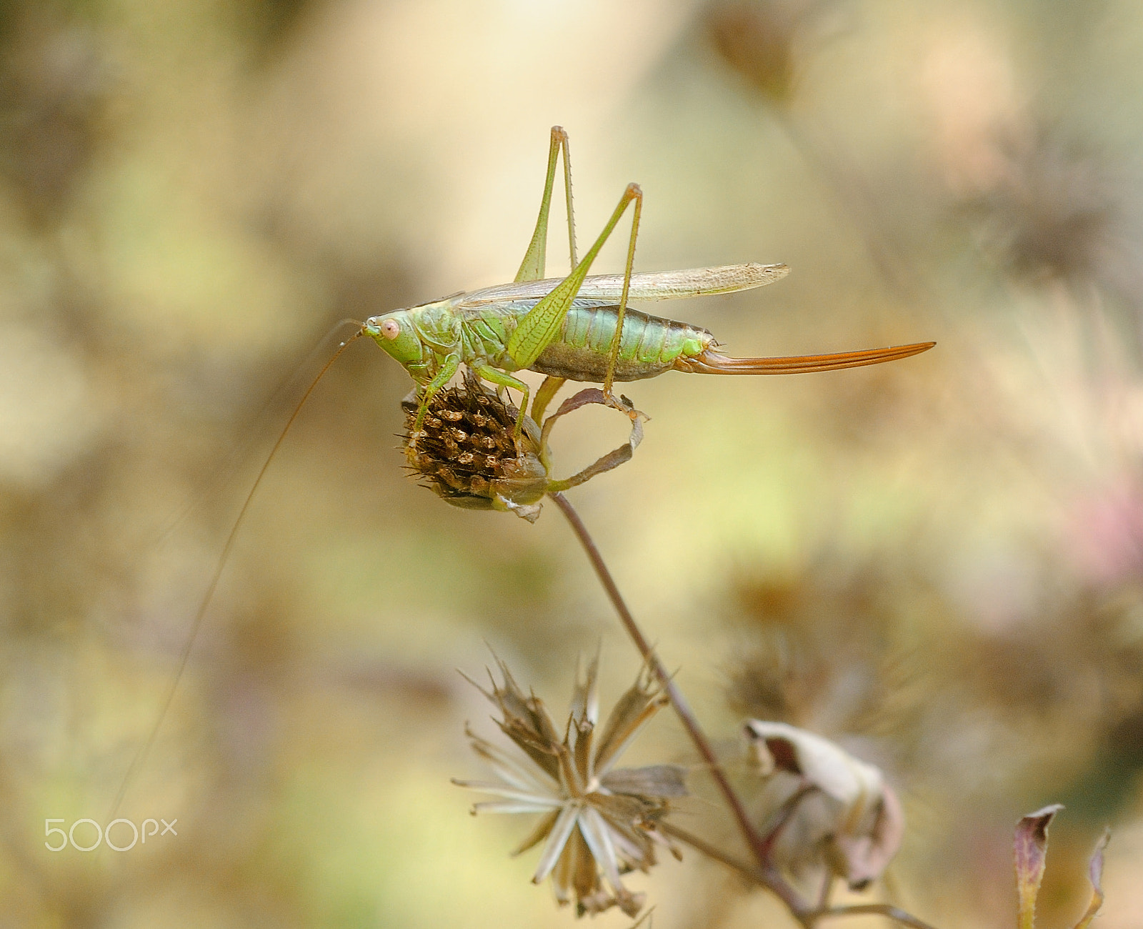 Nikon AF Micro-Nikkor 60mm F2.8D sample photo. Gh photography