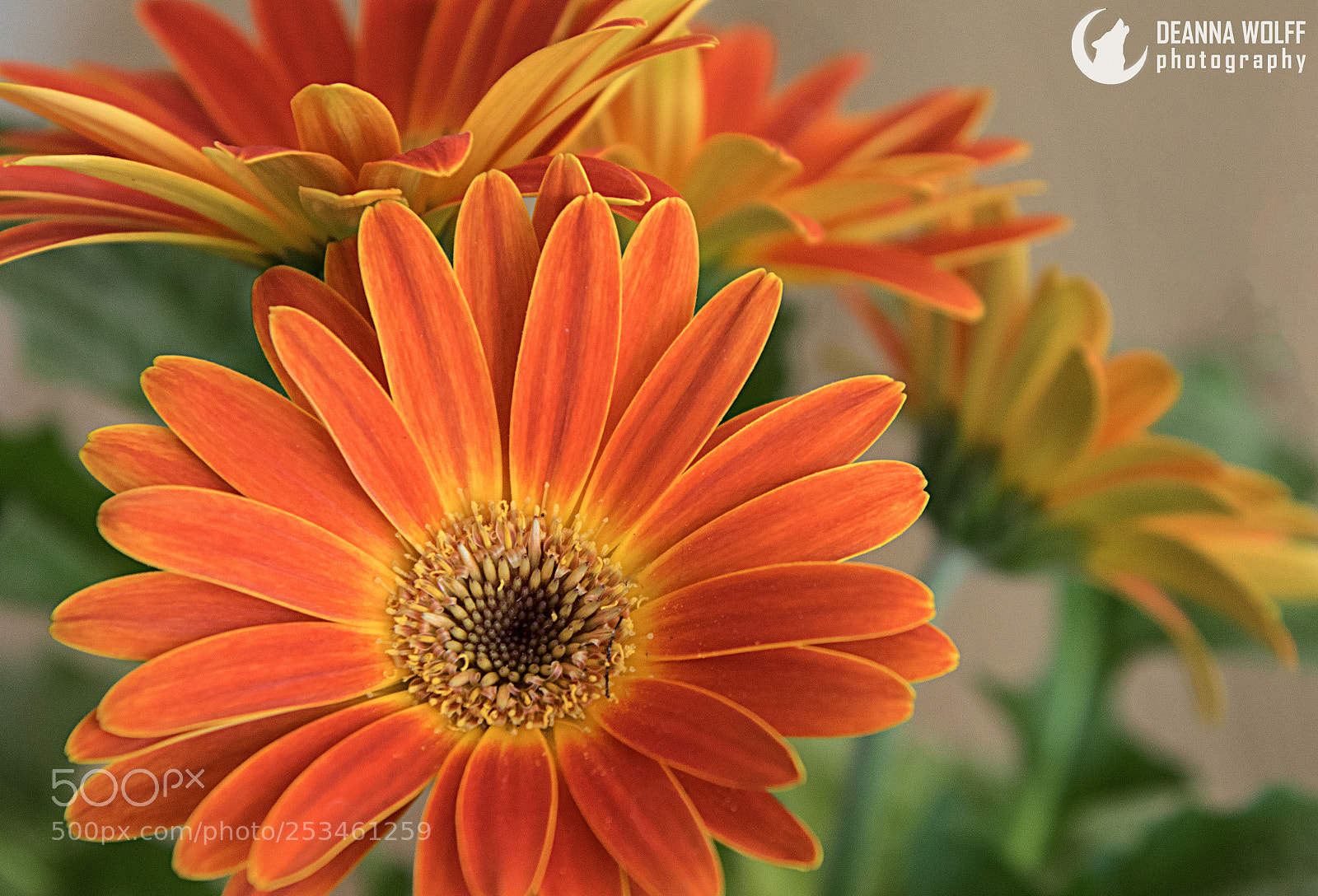 Nikon D5300 sample photo. Orange is the new photography