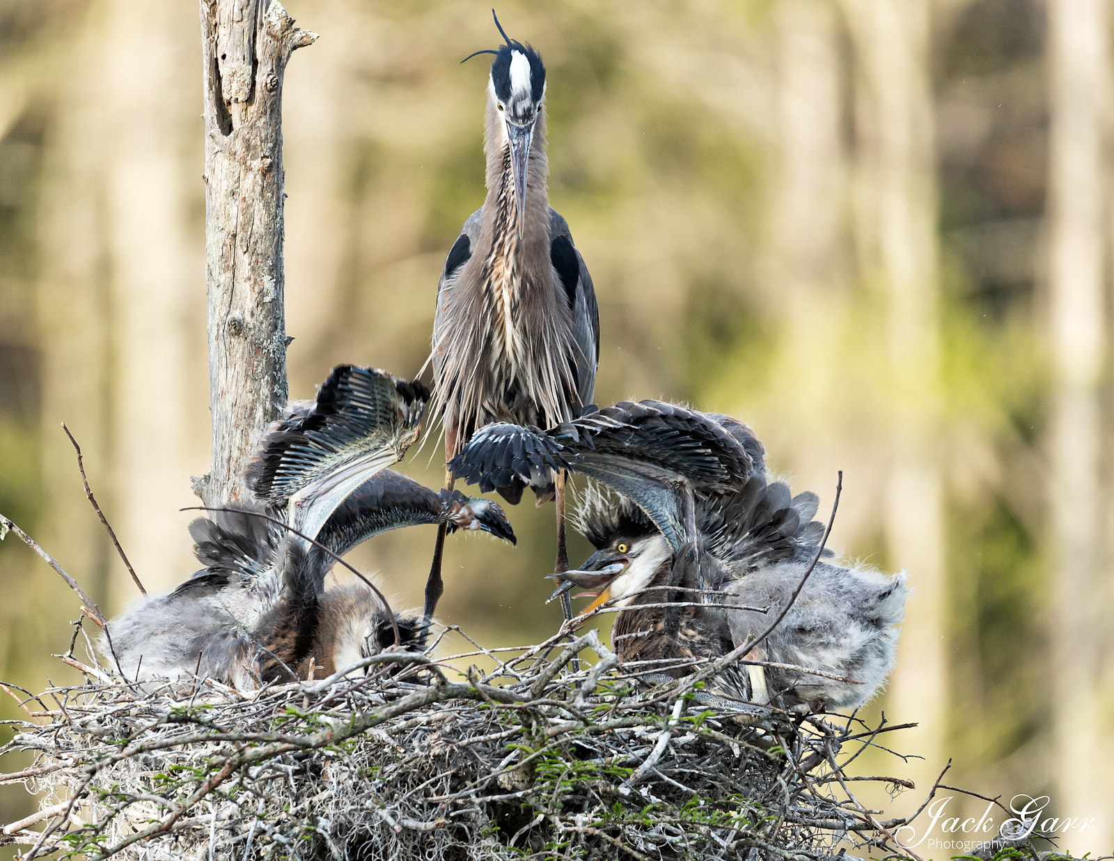 Canon EOS-1D X Mark II sample photo. Great blue heron chick photography