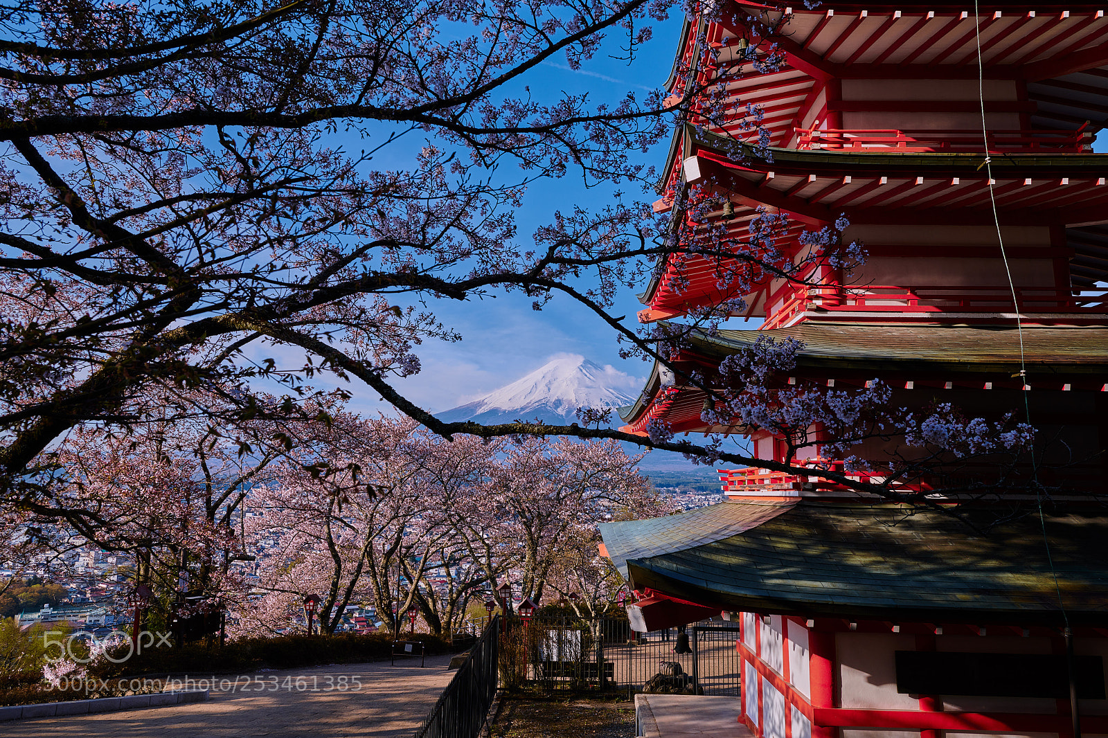 Nikon D850 sample photo. This year's sakura fuji photography