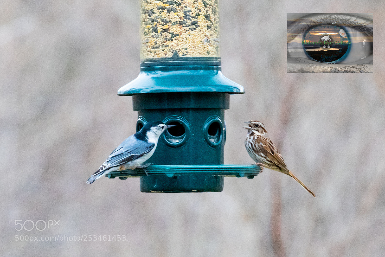 Canon EOS 5D Mark IV sample photo. Nuthatch & sparrow photography