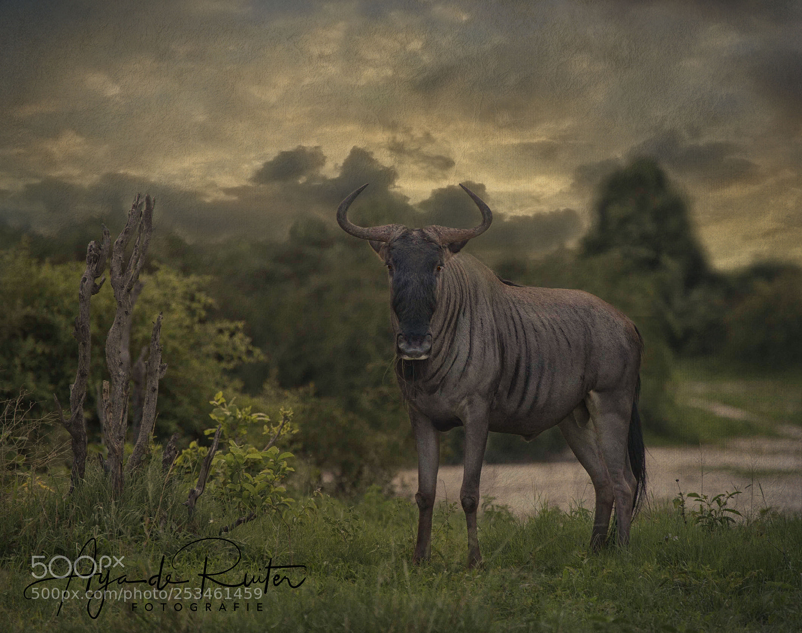 Canon EOS 5D Mark II sample photo. Clown of the savanna photography