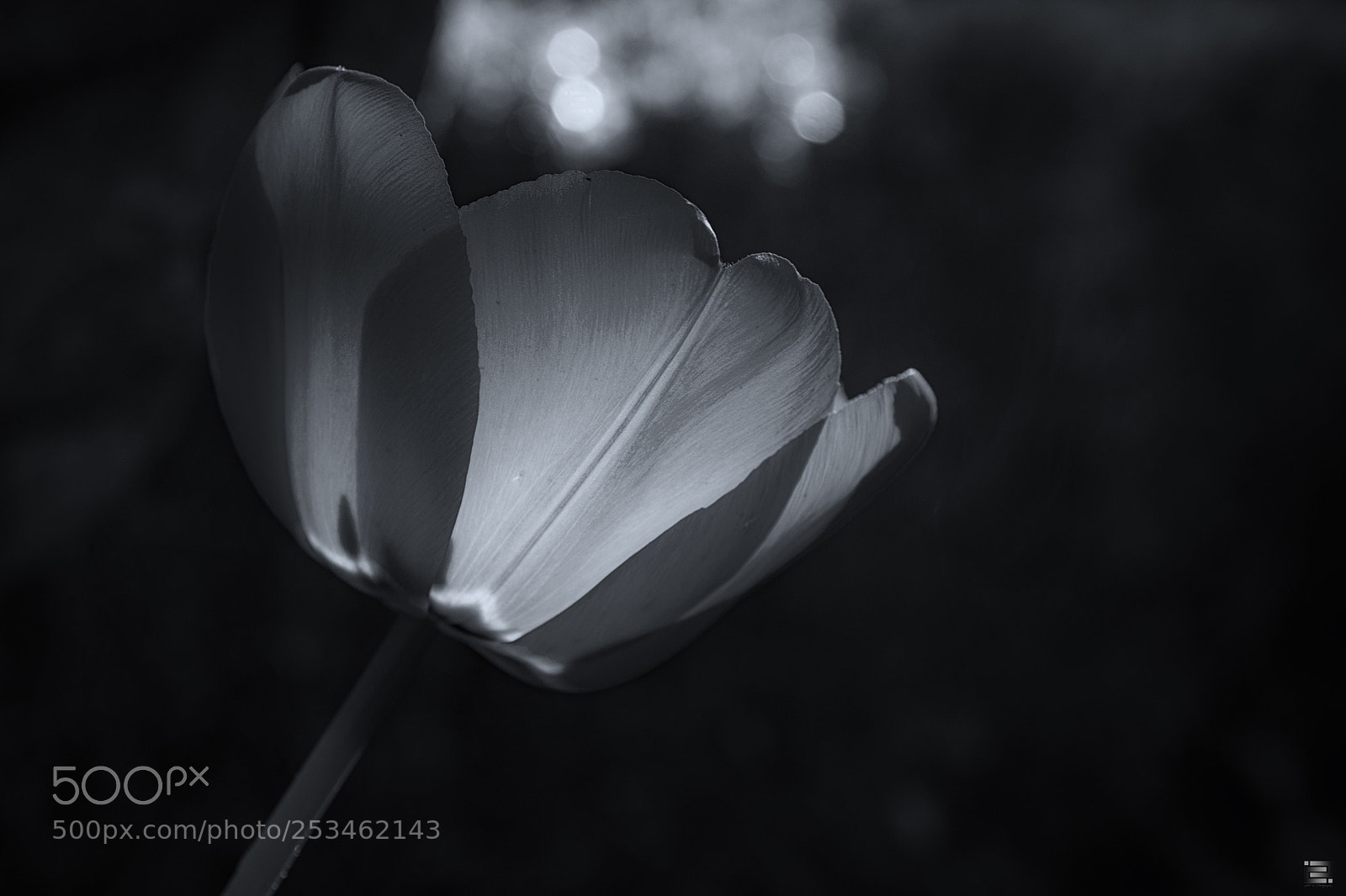 Nikon D5300 sample photo. Tulip photography
