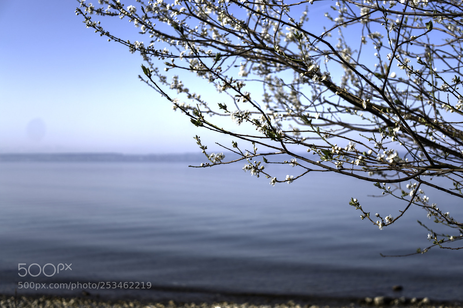 Sony a6000 sample photo. Weissdorn überm bodensee photography