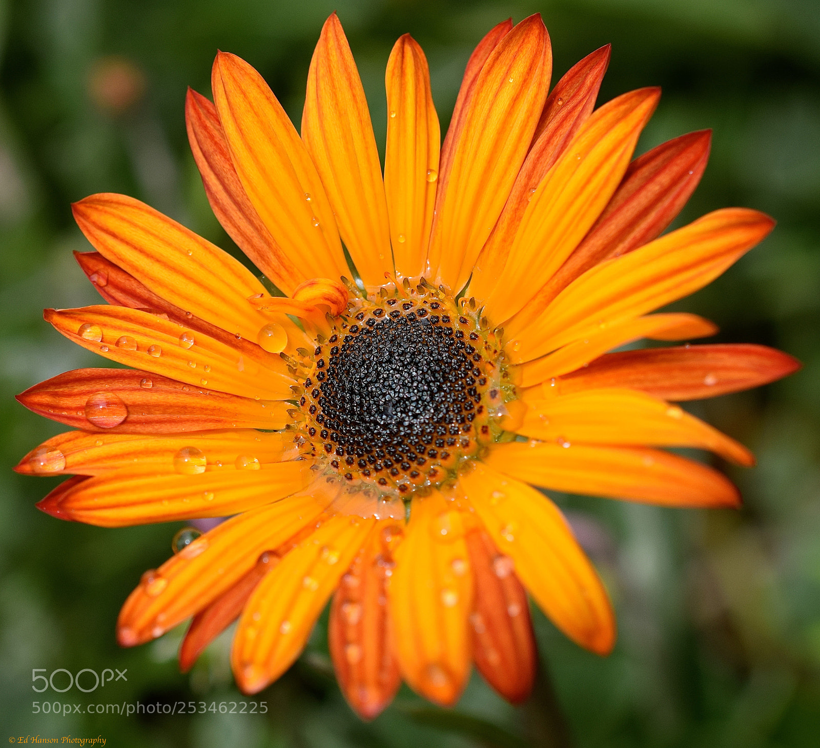 Nikon D3300 sample photo. Orange and red photography