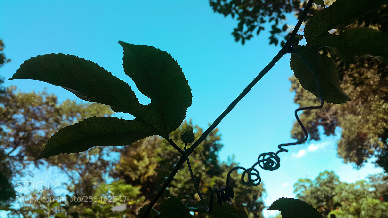 Samsung Galaxy Note4 sample photo. Sky photography