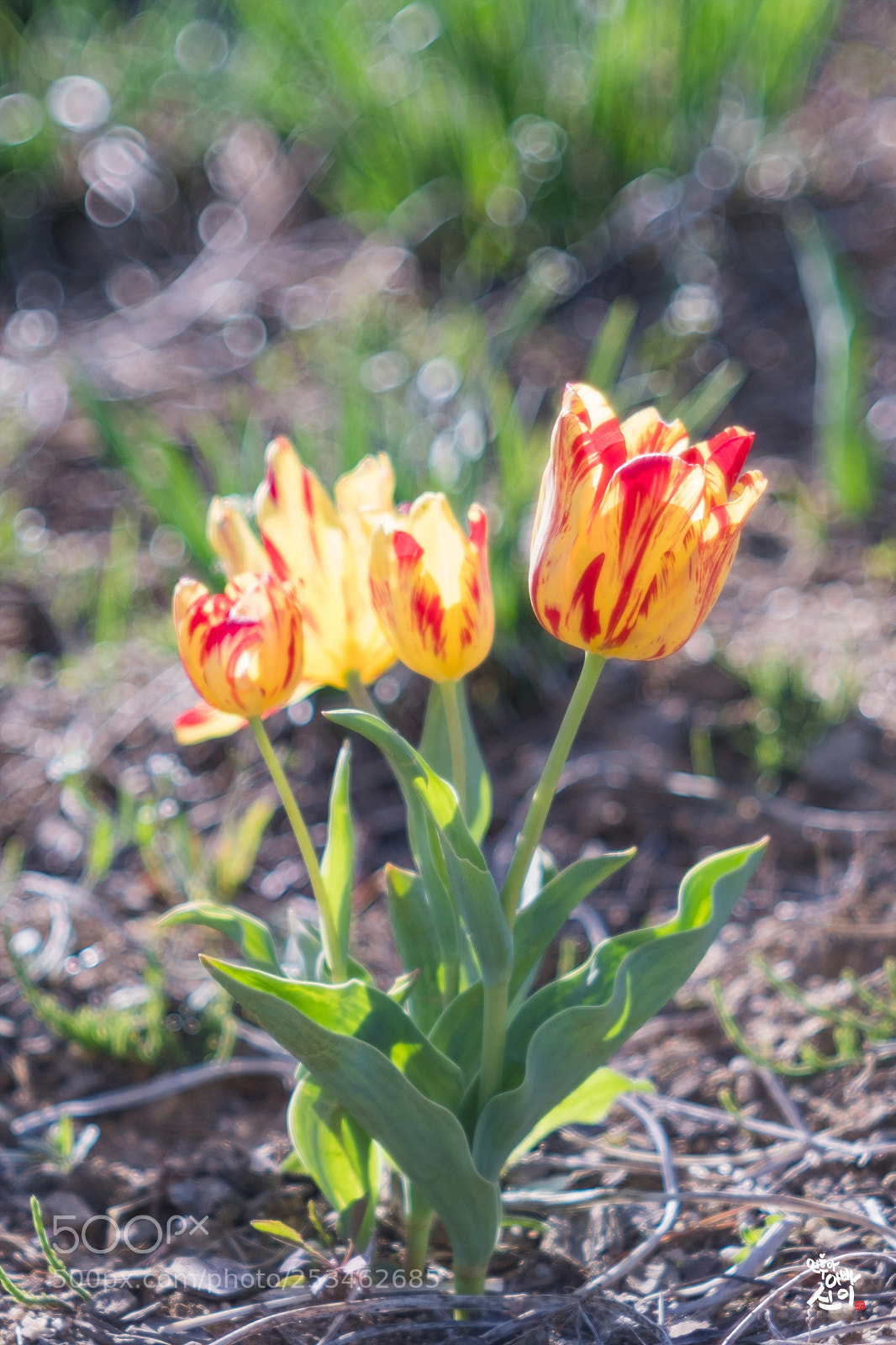 Fujifilm X-T2 sample photo. Tulip photography