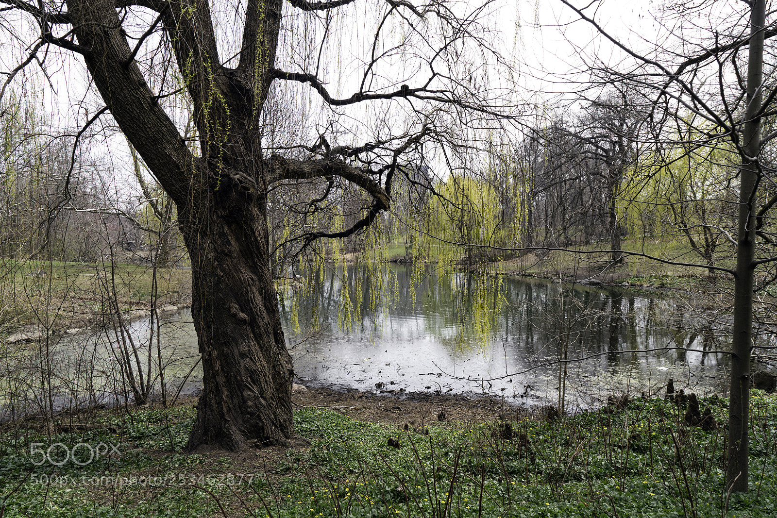 Sony a7R II sample photo. Early spring vi photography