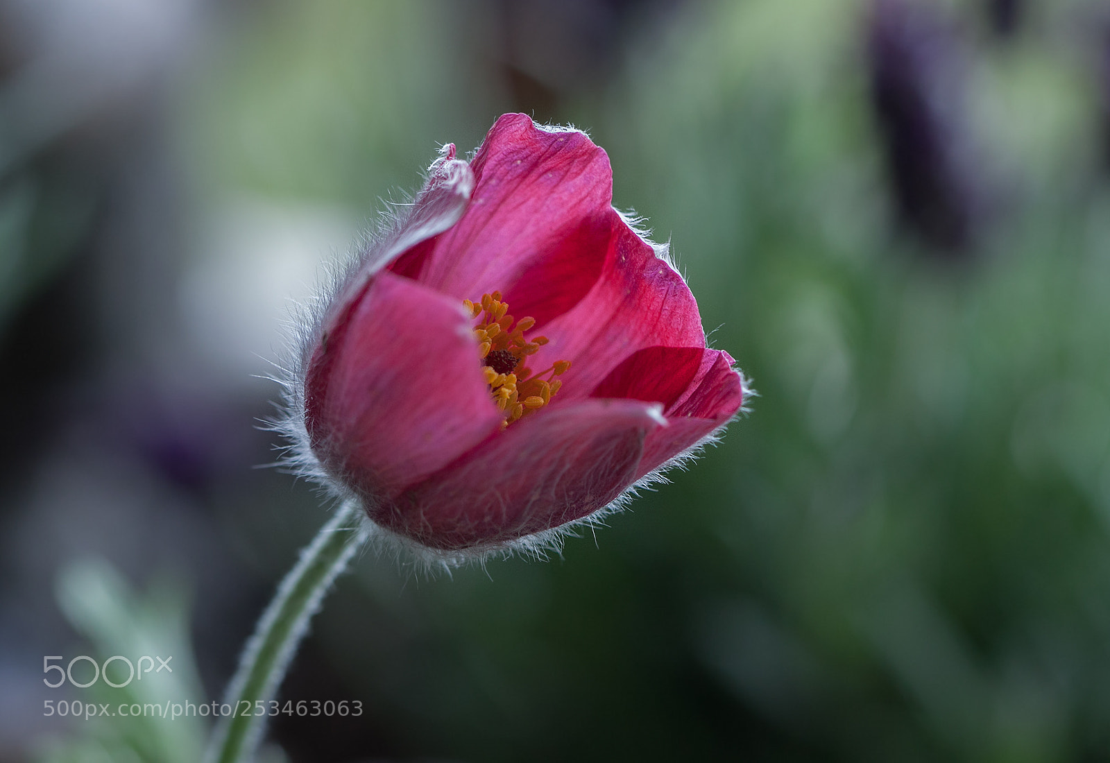 Canon EOS 50D sample photo. Dream photography