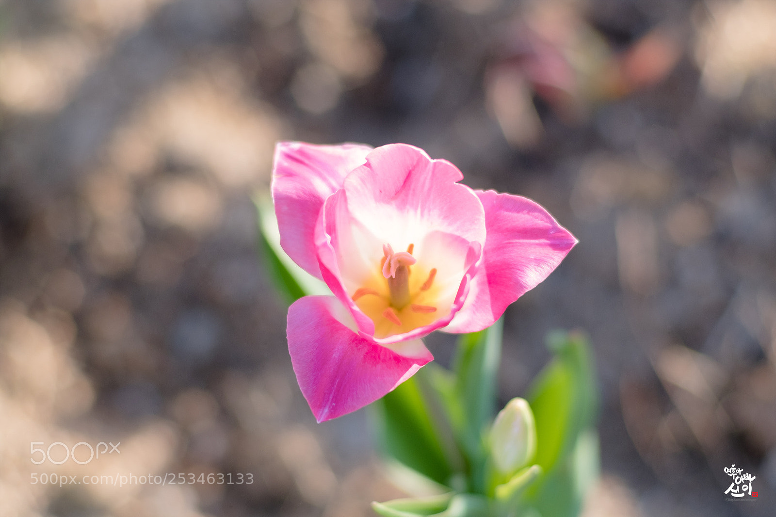 Fujifilm X-T2 sample photo. Pink tulip photography