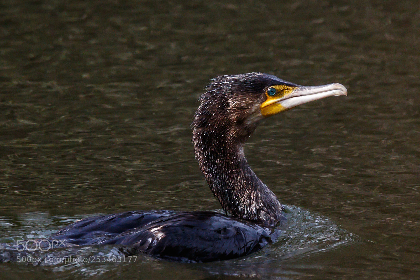 Canon EOS 7D Mark II sample photo. Cormoran portrait photography