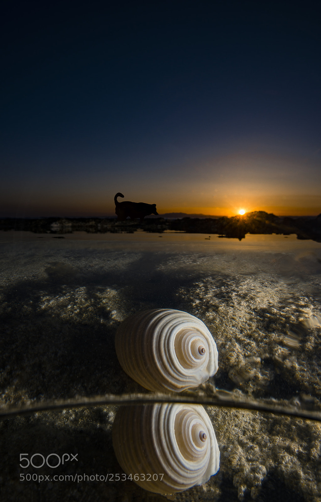 Nikon D800E sample photo. Marine life reflection photography