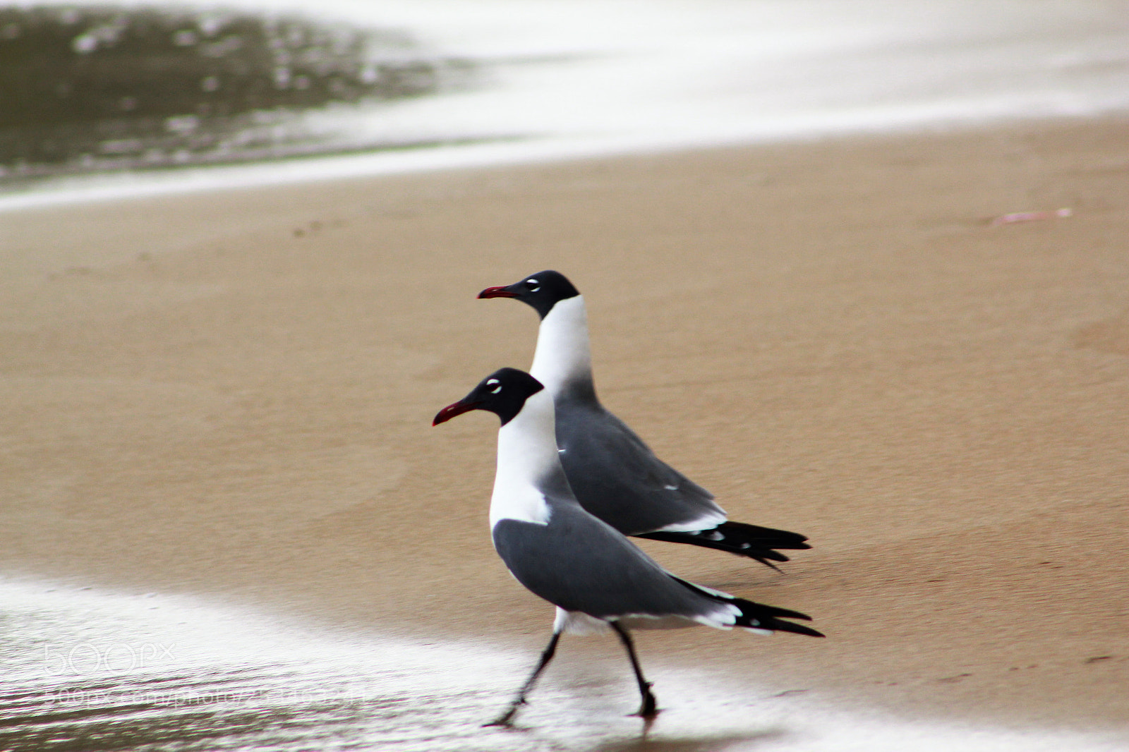 Canon EOS 550D (EOS Rebel T2i / EOS Kiss X4) sample photo. Laughing gulls, charlotteville tobago photography